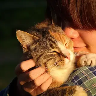 A boy who suffers from allergies doesn't want to give up his cat.