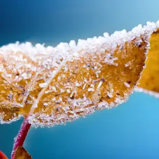 A leaf is frosted over in the cold Texas winter.